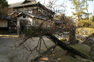 サンプル白梅