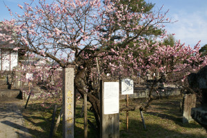 サンプル白梅